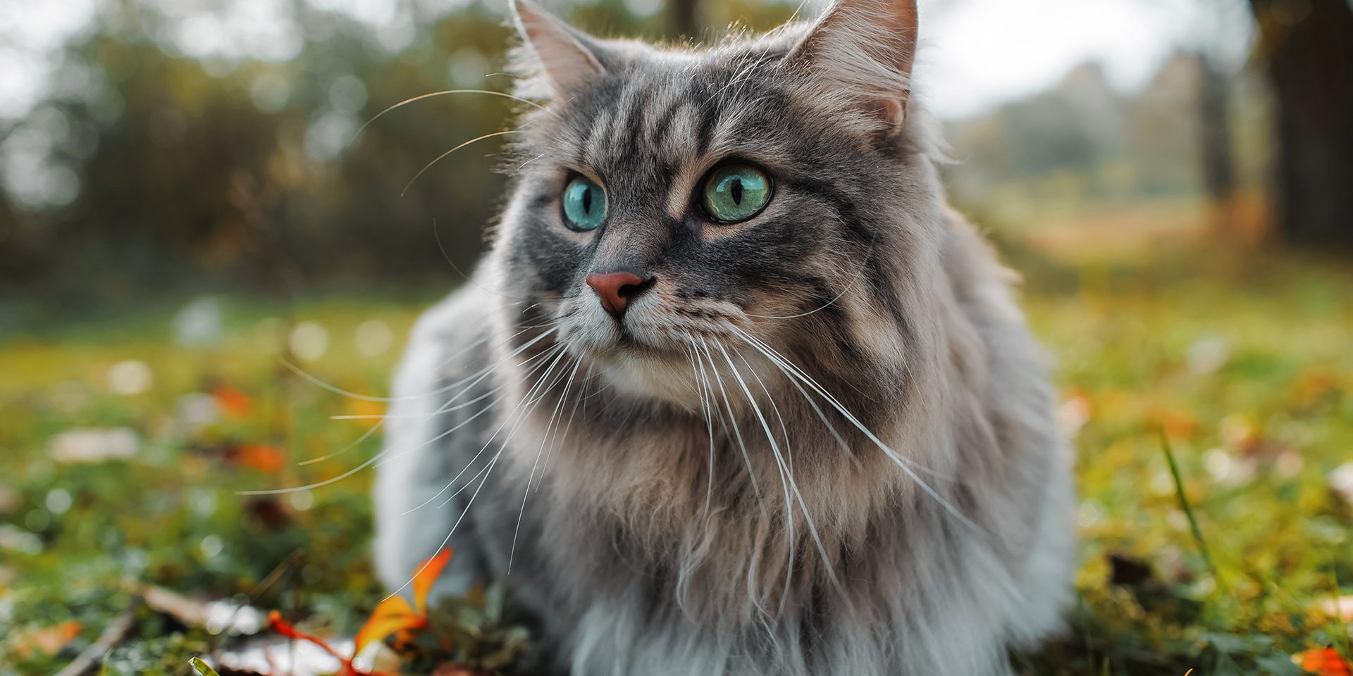 cat-featured
