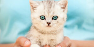 services03-300x191-1